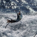 Sail Fishing in Los Sueños: A Complete Guide to an Unforgettable Offshore Adventure