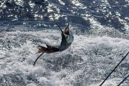 Sail Fishing in Los Sueños: A Complete Guide to an Unforgettable Offshore Adventure