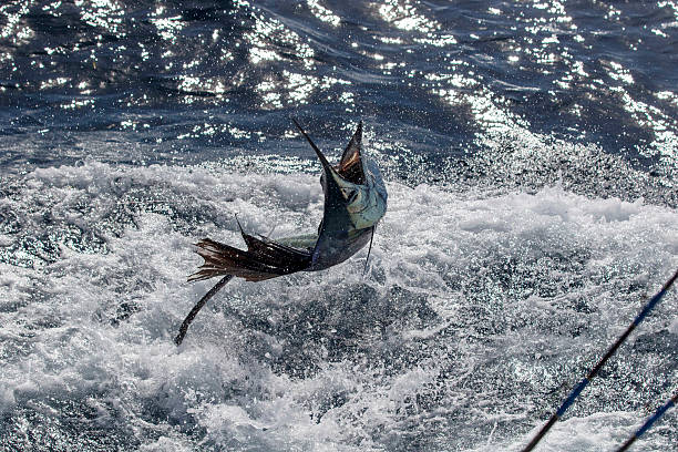 Sail Fishing in Los Sueños: A Complete Guide to an Unforgettable Offshore Adventure