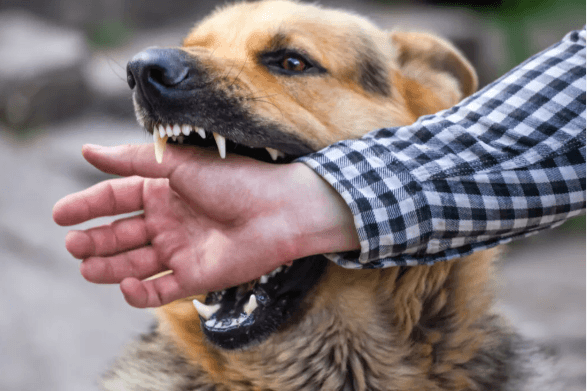 Child Suffers a Dog Bite